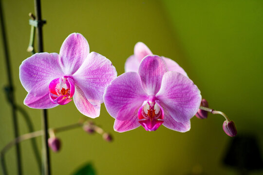 Orchideen