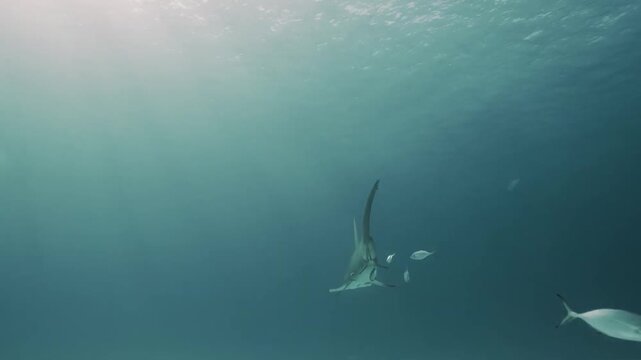 Majestic Hammerhead Shark wimming in Deep Blue Waterwith Fish