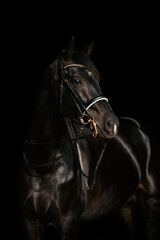 Dressurpferd mit Kandare