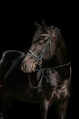 Dressurpferd mit Kandare