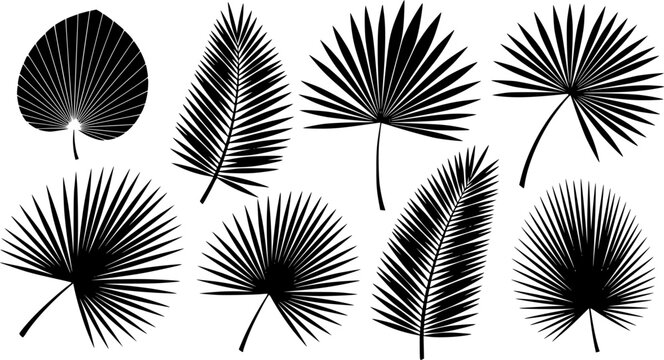 Palm leaves silhouettes, Tropical palm leaves vector, Leaf icon, Leaf silhouette, Palm leaf vector, Palm leaves, Leaves silhouette