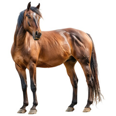Beautiful Brown Horse on Transparent Background
