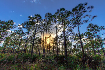 Obraz premium Sunny Afternoon at Oxbow Eco-center, Fort Pierce, Florida