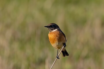 Male stonechat perched on reed in natural grassland habitat
