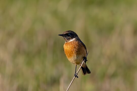 Male stonechat perched on reed in natural grassland habitat