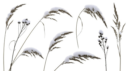 Set of frosted dry reed grass stalks with snow for winter nature scenes, isolated on a transparent background PNG (घास के तने)