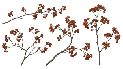 Set of winter red berries on branches for Christmas and holiday decoration, isolated on a transparent background PNG (लाल जामुन)