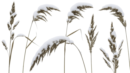 Set of frosted dry reed grass stalks with snow for winter nature scenes, isolated on a transparent background PNG (घास के तने)
