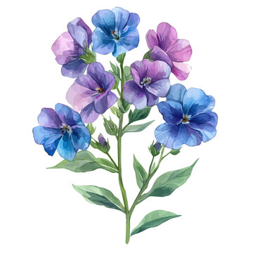 Matthiola Flower, beautiful watercolor illustration, isolated on a white background, soft and delicate colors.
