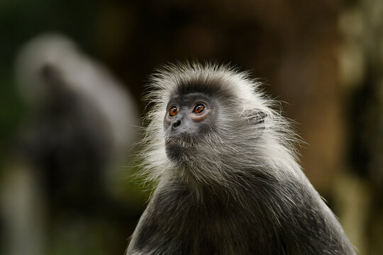 Portrait of an Annamese silvered langur (Trachypithecus margarita), also known as Elliot&rsquo;s silver langur