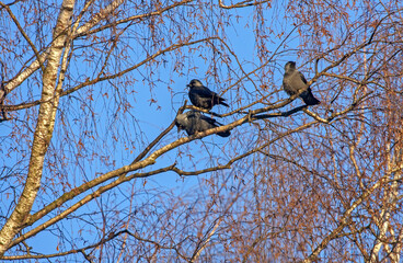 A flock of jackdaws sits on a birch tree on a sunny winter day. A flock of Jackdaw (Coloeus monedula).