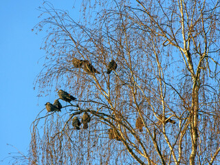 A flock of jackdaws sits on a birch tree on a sunny winter day. A flock of Jackdaw (Coloeus monedula).
