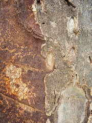 Organic Pattern of Nature: Close-up of aged and cracked tree bark, ideal as a rustic background or wallpaper.