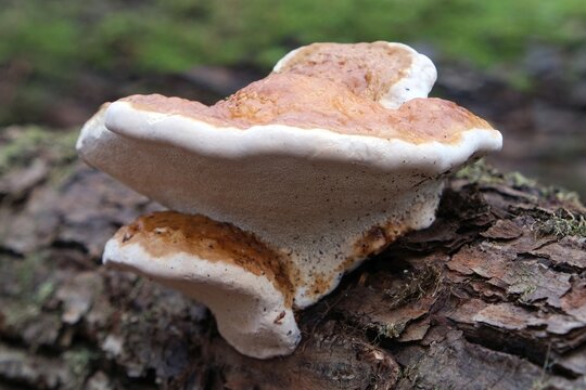 Red-belted polypore or Red-belted bracket fungus (Fomitopsis pinicola) on wood in forest . Its scientific name is 