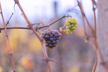 Close-up shot of clusters of unripe and ripening grapes hanging on bare vine branches in late autumn.
