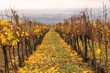 View down an autumn vineyard with yellow leaves between rows of bushes, with a village in the valley in the background under a hazy sky.