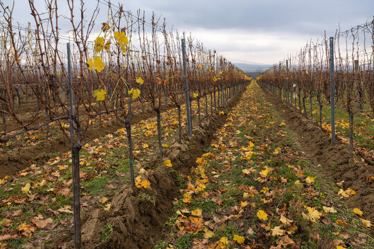 A detailed, low-angle shot of a vineyard in late autumn, The perspective emphasizes the long, converging rows of dormant grapevines extending into the distance,