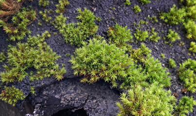 Close up of fresh green moss on rock