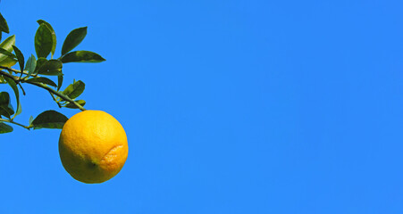 Ripe lemon on branch against clear blue sky - minimal background for advertising