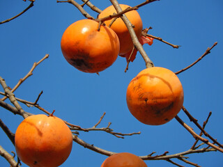 Ripe persimmons on tree branches against clear blue sky