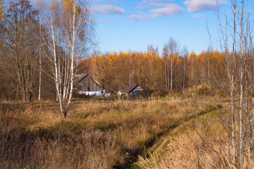 rural autumn landscape with yellowed trees and a log house, village