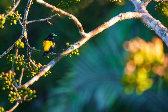 Yellow rumped Cacique (Amazonian) Cacicus cela, at the nest, perched in a tree in the Manu national park, Peru