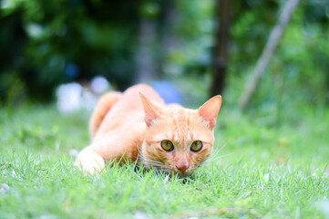 A little cat in the garden