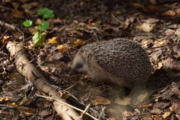 Forest hedgehog in its natural habitat in the autumn forest