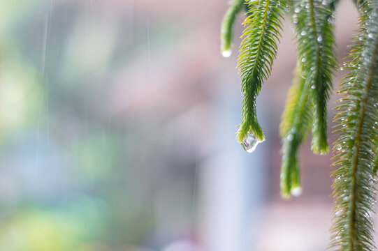 Close-up lycopodium squarrosum or Tassle fern leaf with water drops in the rainy day for natural background