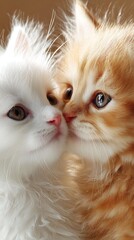 Adorable close up of two fluffy kittens touching noses in soft warm light