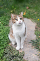 Beautiful Cat Sitting on Garden Path