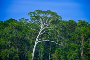 Obraz premium Woods in Amazon Tropical Rain Forest at Madre de Dios river, Manu National Park, Peruvian Amazon, Peru