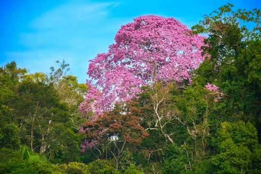 The most beautiful trees in flower: Pink Trumpet Tree (Tabebuia impetiginosa or Handroanthus impetiginosus). Peru, Manu national park