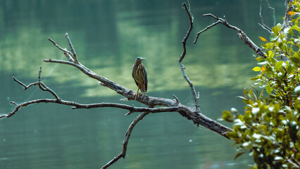 Striated Heron on the lake