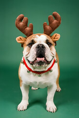 Festive Reindeer Bulldog