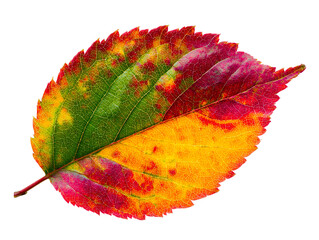 Autumn leaf with veins and serrated edge