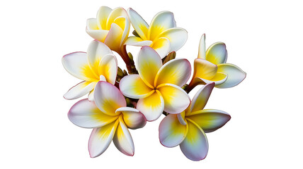 Fototapeta premium frangipani flower image isolated on white