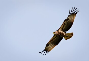 Fototapeta premium A close up of a Common Buzzard
