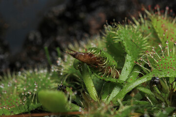 Drosera spatulata sundew plant macro photograph