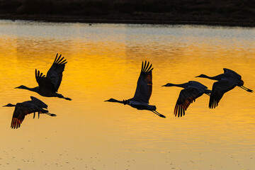 Fototapeta premium Sandhill cranes (antigone canadensis) taking flight at sunrise in Southern AZ
