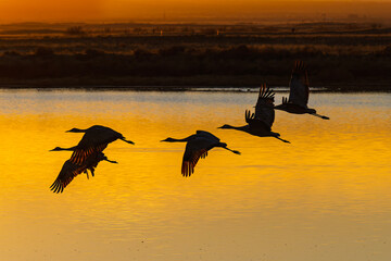 Fototapeta premium Sandhill cranes (antigone canadensis) taking flight at sunrise in Southern AZ