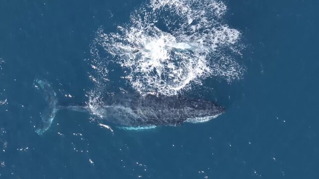 Aerial Bird's Eye View of Humpback Whale and Calf in he Ocean