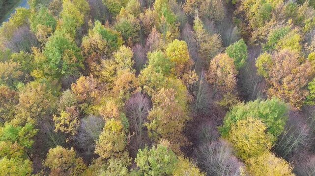 drone  flight over mixed forest with rows of yellow, green and bald trees during fall