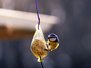 Kohlmeise an einer Winterf&uuml;tterung 