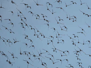 Black-tailed godwit, Limosa limosa