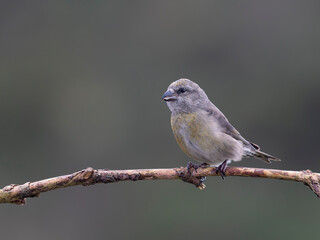 Crossbill, Loxia curvirostra