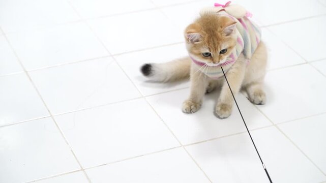 Playful and Curious Feline Cute Cat in Colorful Sweater Explores Indoor Tiled Floor While Sniffing and Playing with Plush Toy and String, Showcasing Adorable Nature and Charm