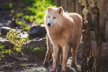 White Arctic wolf standing in the forest