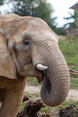 Vertical view of an African elephant in nature