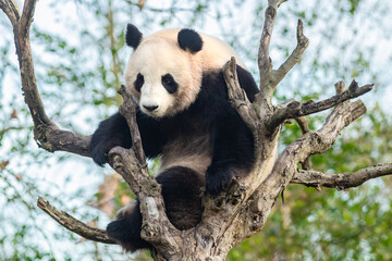 Giant panda perched in a dead tree